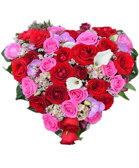 Cuore